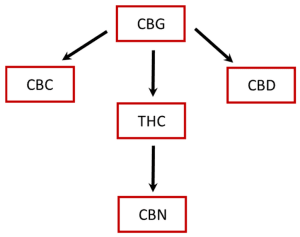 kandungan cannabinoid ganja